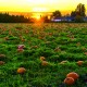 Calendar "Landscapes" 2026